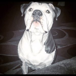 Meet your Posher, Leo